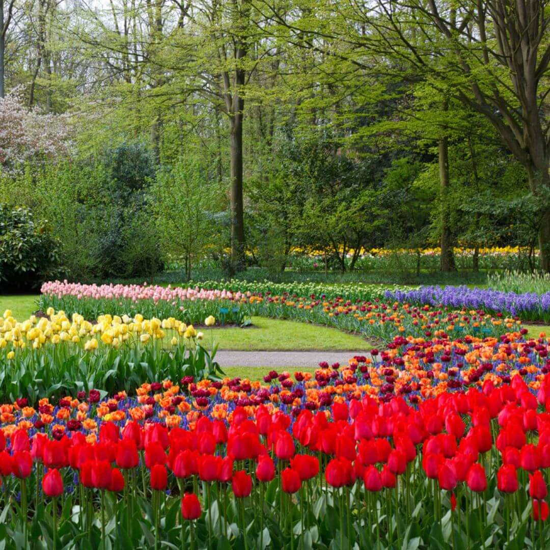 commercial garden in guelph with pathway full of tulips